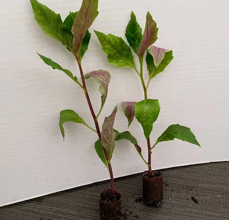 Okinawa Spinach Plant 4-6 Inch Live Vegetable Gynura crepioides Organic Longevity Spinach Cholesterol Spinach