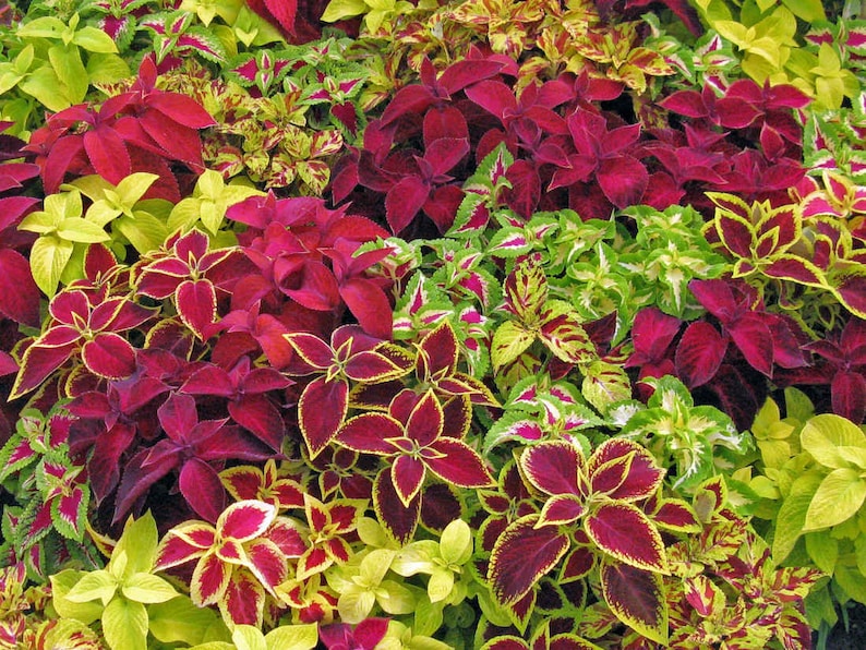Coleus Seeds - 15 Pack Fairway Mix, Vibrant Ornamental Plant, Solenostemon scutellarioides, Rare Seeds for Indoor & Outdoor Gardening
