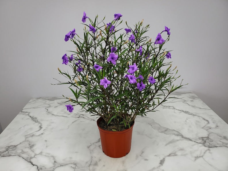 Ruellia Mexican Petunia Plant - Purple Showers - 3 Gallon Live Tropical Flowering Bush - Ruellia brittoniana