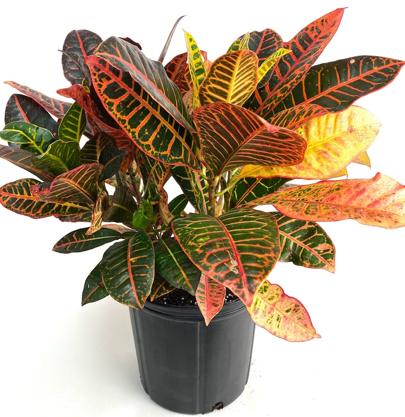 Croton Petra Plant - Live Tropical Indoor Plant - Codiaeum Variegatum 'Petra' - Colorful Foliage for Home Decor