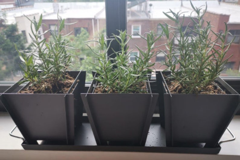 Live Rosemary Plant Starter - 2 Rex Plants - Rosmarinus officinalis 'Rex' - Culinary Herb with Deep Green Leaves and Blue Flowers