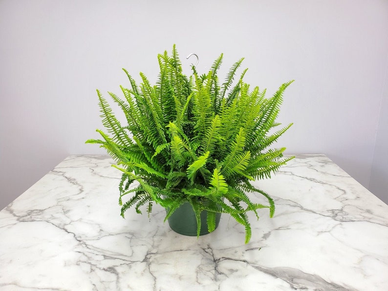 Kimberly Queen Fern Live Plant - 12" Hanging Basket - Tropical Foliage - Nephrolepis exaltata - Indoor/Outdoor Décor Plant