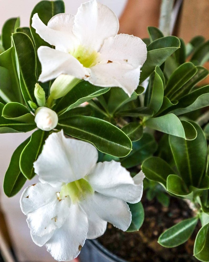 white desert rose seeds White Desert Rose Starter Plant - Live Succulent - White Blooms