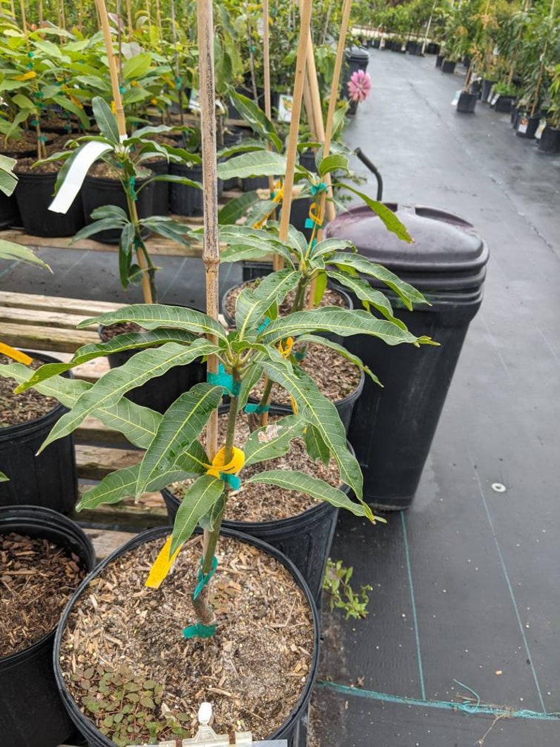 Grafted Pickering Mango Tree - Semi-Dwarf, Sweet Juicy Fruit, Disease Resistant - Mangifera indica