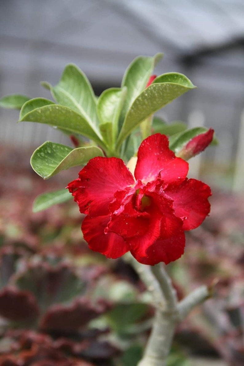 Red Desert Rose Starter Flower Plant - Adenium Obesum - Healthy Live Plant with Vibrant Red Blooms