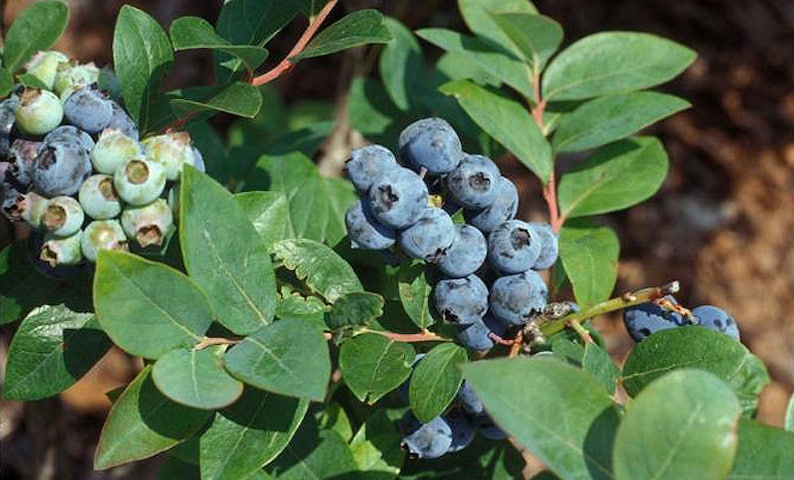 Jewel Blueberry Bush - Live Starter Plant 4-6 inches - Vaccinium corymbosum - Southern Highbush Variety - Sweet Juicy Berries