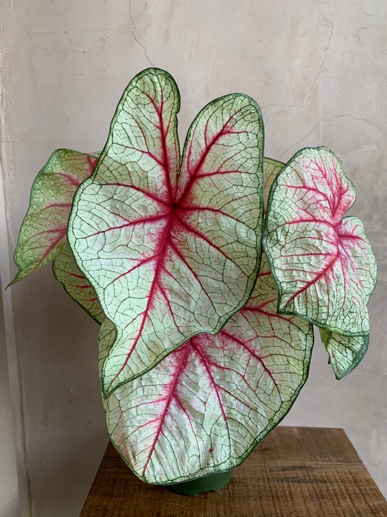 6” Caladium White Queen Live Plant in Nursery Pot - Stunning Houseplant (Caladium bicolor)