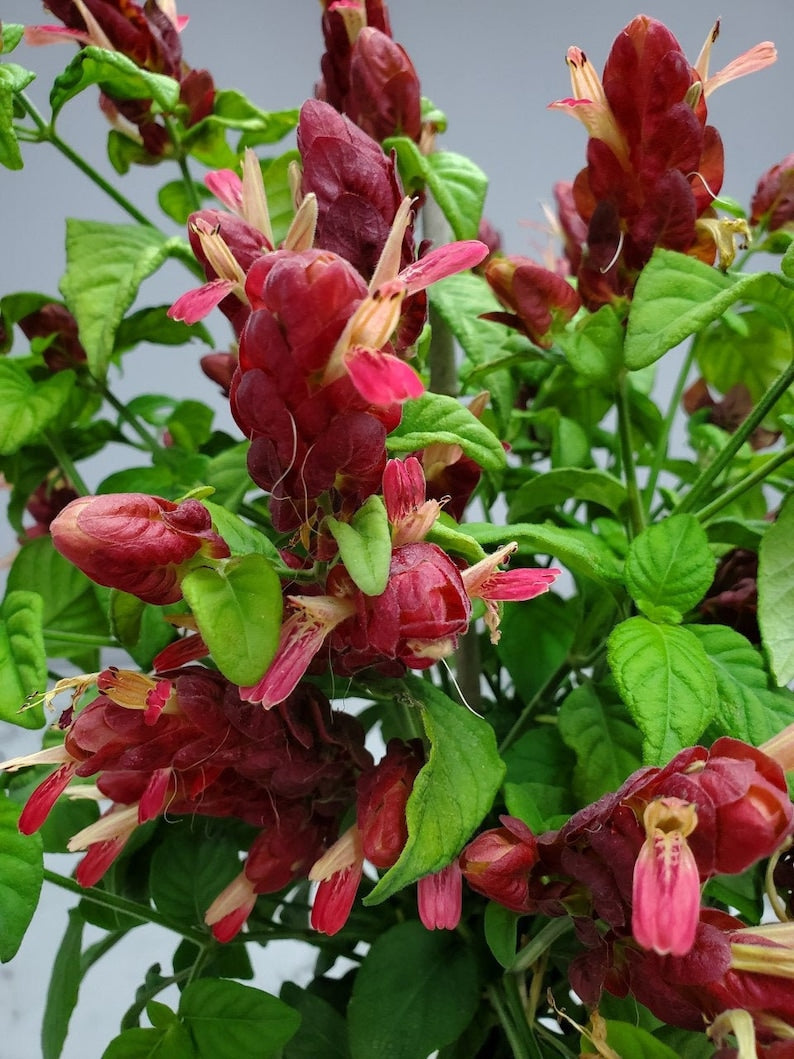 Red Shrimp Plant - 3 Gallon Live House Plant - Braided Shrimp Tree - Justicia brandegeeana - Flowering Outdoor Tropical Plant