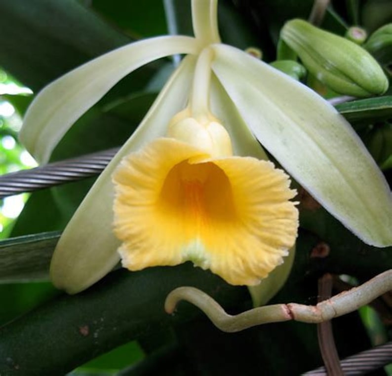 Organic Vanilla Orchid Starter Plant - Vanilla planifolia - Live 2.5" Pot - Tropical Climbing Vine for Home Garden