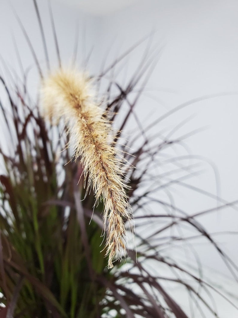 Red Fountain Grass - 3 Gallon Live Plant - Ornamental Grass with White Plumes - Pennisetum setaceum 'Rubrum'