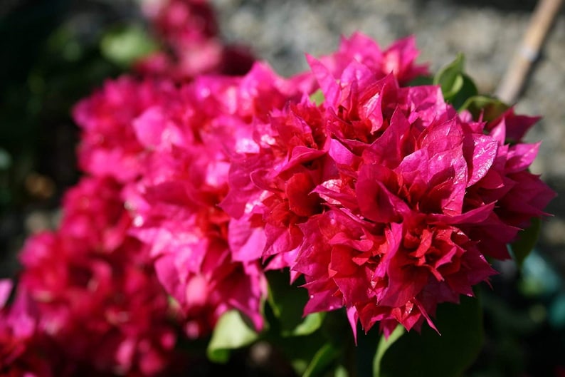 Bougainvillea Live Plant - 2 Double Red Flower Plants - Bougainvillea glabra - Ornamental Thorny Vines for Garden Decor