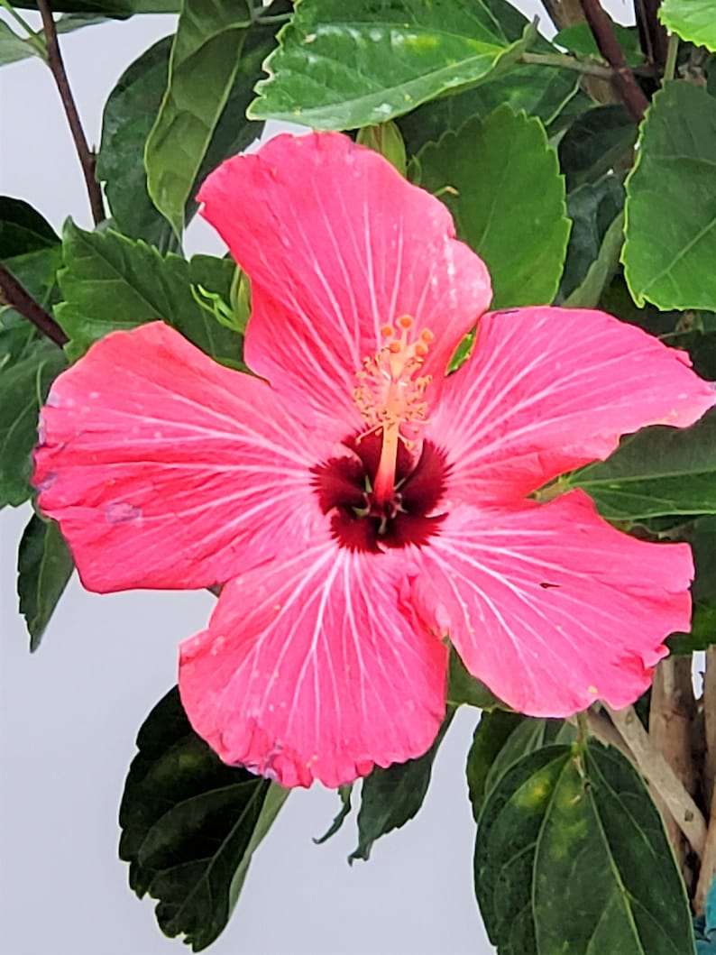 Hibiscus Plant - Pink Braided Tree - Large House Plant - Tropical Outdoor Plant - Hibiscus rosa-sinensis - 3 Gallon Planter