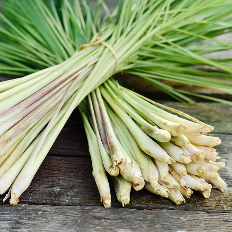 Lemongrass Live Plant - 2 Starter Plants for Planting - Citronella Grass - Cymbopogon citratus - Fresh Herb for Cooking