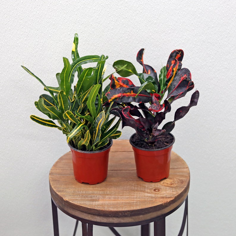 LIVE Combo Indoor Potted Plants - 4 Inch Mammy & Banana Croton, Variegated Croton, Croton Mammy, Croton Banana