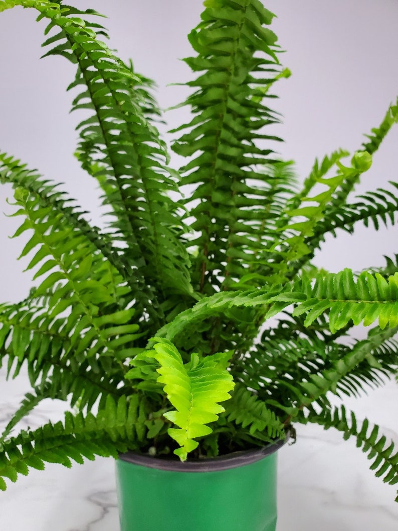 Kimberly Queen Fern Plant - Live Indoor Foliage - 6" Planter - Nephrolepis obliterata - Low Maintenance House Plant