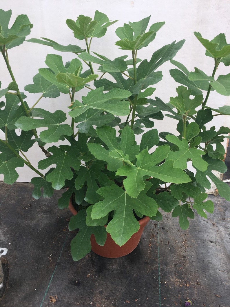 Live Plant - 10" Chicago Fig - Ficus carica - Sweet Purple/Brown Figs - Full Sun to Partial Shade - Well-Drained Soil