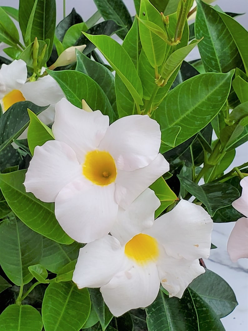 Dipladenia Flower Bush Live Plant - White Flowers - 3 Gallon - Dipladenia spp. - Perfect for Gardens & Indoor Spaces