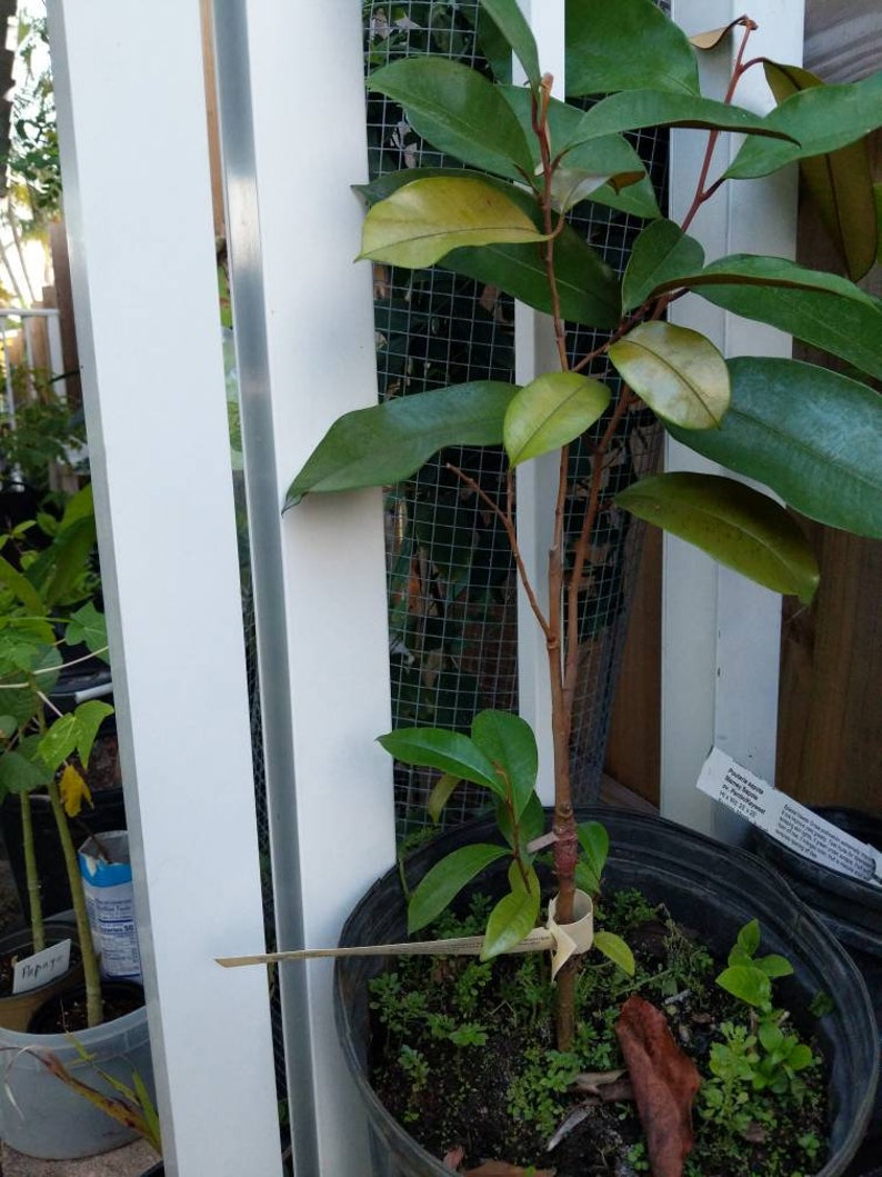 Star Apple Tree Grafted - Chrysophyllum Cainito - Purple Star Tree, Caimito, Sweet & Crispy Fruit, Golden Star Tree