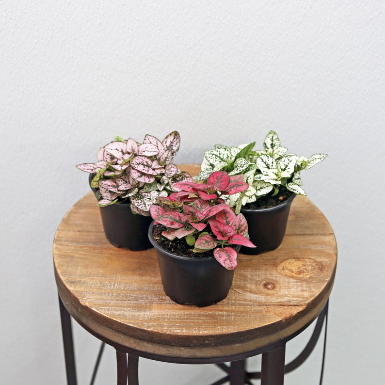 LIVE 4 Inch Combo Potted Plants - Hypoestes Varieties, Polka Dot Plant, Colorful Indoor Office Gift, Hypoestes Phyllostachya