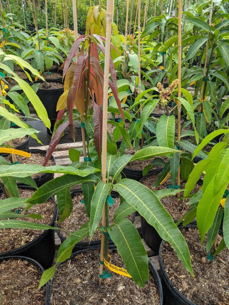 Dwarf Mango Tree - Ceci Love Variety - Grafted Mango (Mangifera indica) - Indoor/Outdoor Plant - 2 Feet Tall