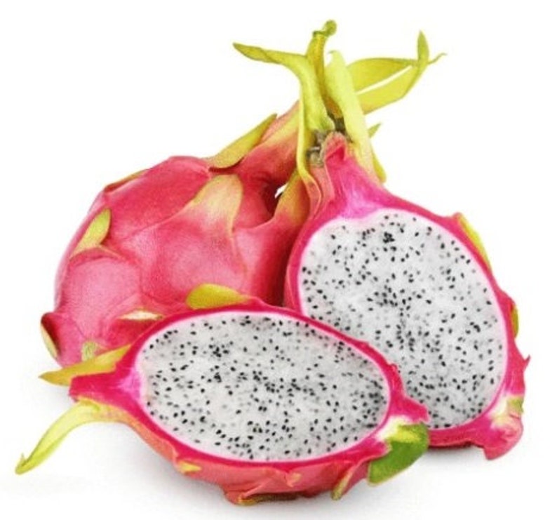 White Flesh Dragon Fruit Plant - Pitaya Starter - Selenicereus undatus - Healthy Live Cactus - Pink Dragon Fruit Variety