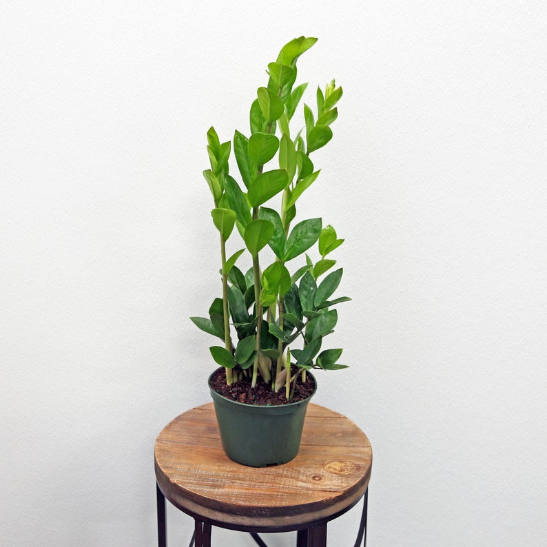 LIVE ZZ Plant 6 Inch Pot - Zamioculcas Zamiifolia - Indoor Houseplant - Low Maintenance Good Luck Gift - Perfect for Home/Office