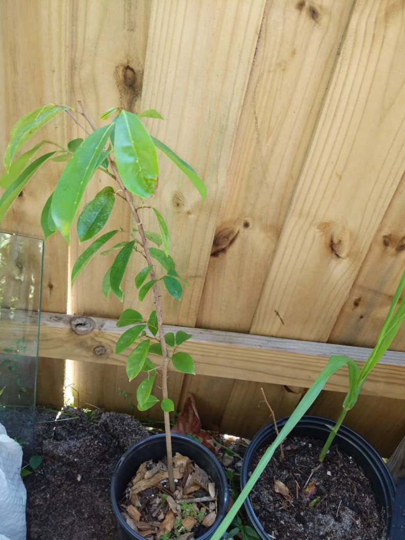 Soursop Tree 2ft Annona Muricata Florida Variety 1 Year Old Live Plant
