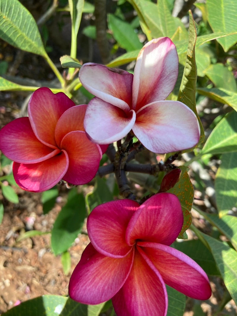 Rare Multicolored Frangipani Plumeria Cuttings 10-12 inch, Pink & Light Pink, Sweet Fragrance, Ideal for Lei Making