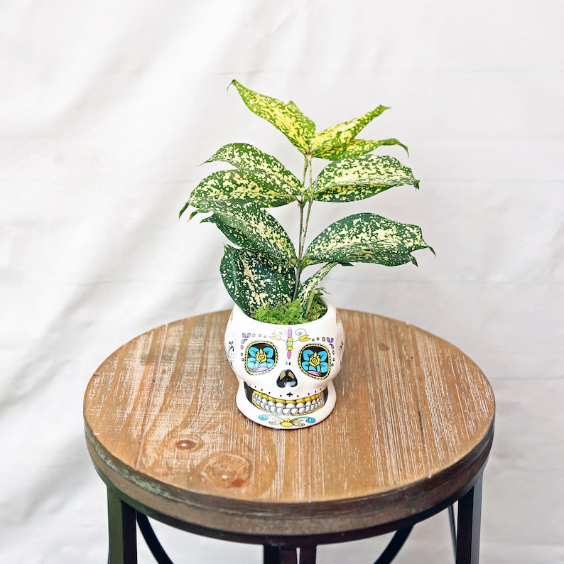 LIVE 4 Inch Florida Beauty Golddust Dracaena Surculosa, Variegated Indoor Plant, Unique Ceramic Skull Planter, Air Purifying Plant
