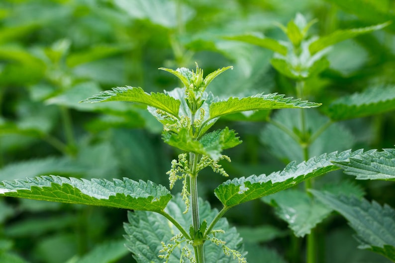 Bare Root Stinging Nettle Plants - 20 Organic Transplants - Urtica dioica - Freshly Harvested for Optimal Growth