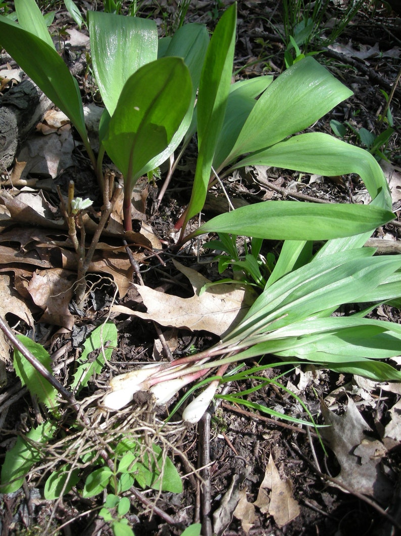 Wild Ramps Bulbs - 3 Organic Bare Root Wild Leeks - Allium tricoccum for Planting