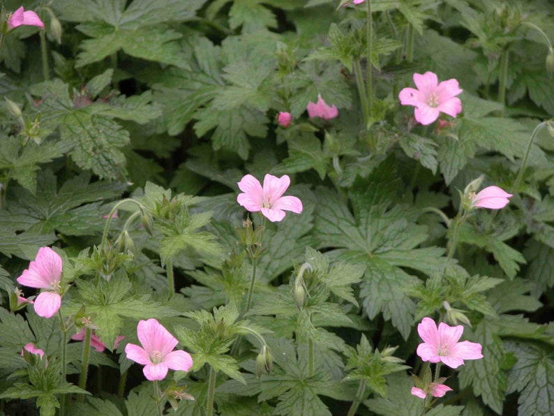 30 Organic Wild Geranium Plants Cranesbill Purple Geranium Maculatum Bare Root Transplants for Garden or Landscape