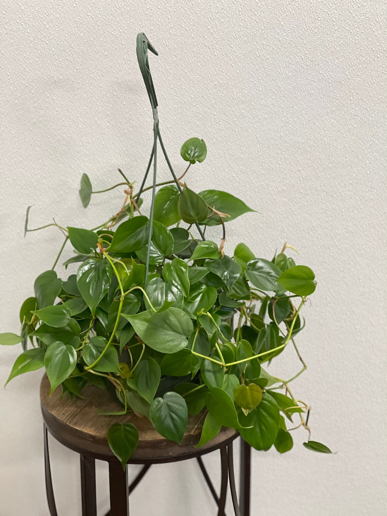 Live 8 Inch Hanging Basket Green Philodendron Heartleaf, Philodendron hederaceum, Easy Care Indoor Plant, Gift for Plant Lovers