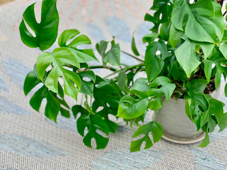 Rare Monstera Minima Cutting | Rhaphidophora Tetrasperma | Mini Monstera | Unrooted Indoor Plant Cutting | Houseplant Decor