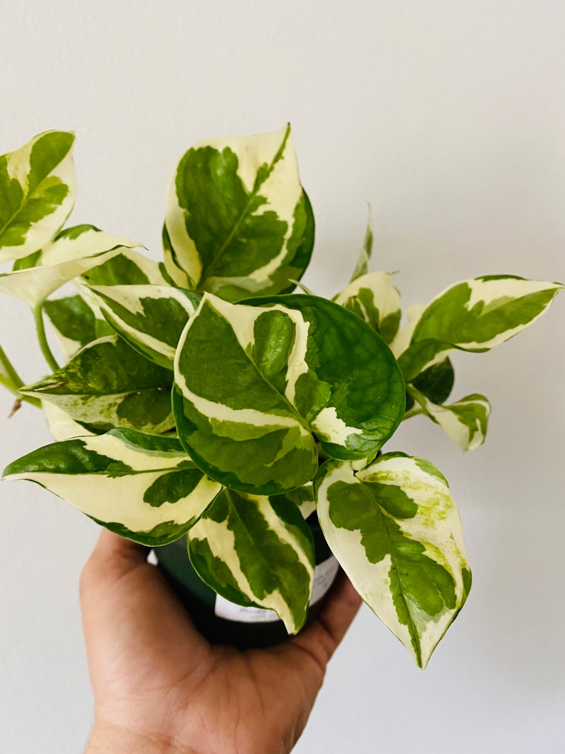 Pothos Glacier Plant - Rare Tropical Houseplant - Green & White Variegation - Epipremnum aureum