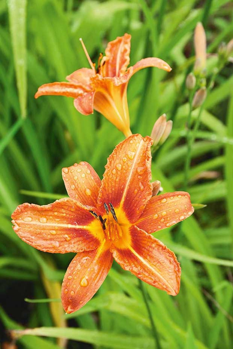 20 Bare Root Wild Orange Day Lily Plants - Hemerocallis fulva - Organic Perennial Water Garden Flowers