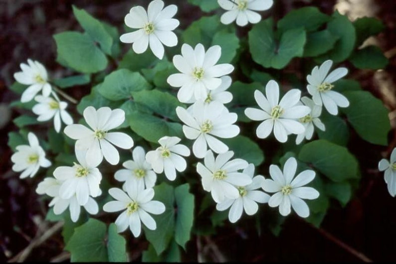 Twinleaf Plants Bare Roots - Jeffersonia diphylla - Organic Perennial Wildflower Bulbs - Set of 3 for Planting