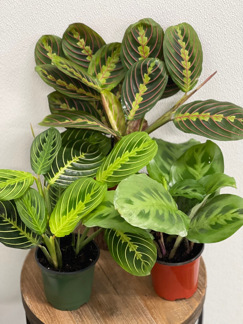 LIVE Combo 4" Pots Red Maranta, Green Maranta & Lemon Maranta - Herringbone Plants - Maranta leuconeura - Evergreen Gift