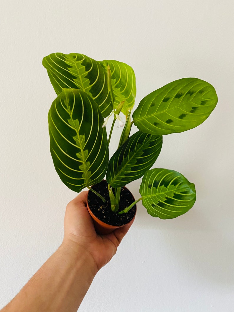 Lemon Lime Prayer Plant 3in - Maranta Leuconeura - Rare Tropical Houseplant - Vibrant Green Leaves - Easy Care Plant