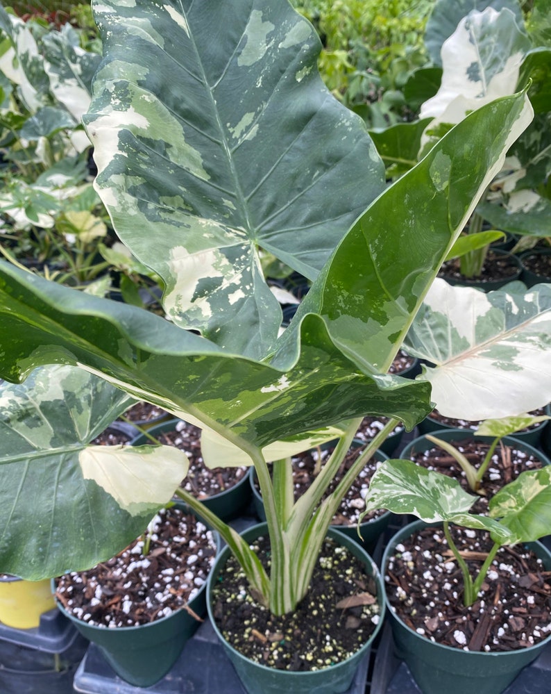 rare exotic indoor plants Alocasia Macrorrhiza Variegata Live Indoor Plant, 6in Pot, Rare Exotic – Sejahtera Seeds and Bulbs