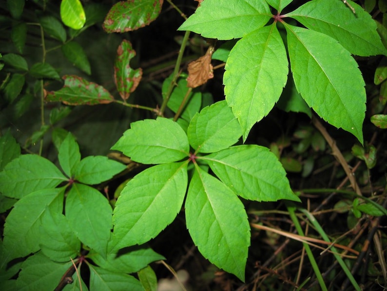 10 Virginia Creeper Ivy Plants Bare Root Parthenocissus Quinquefolia Ground Cover Perennial Five-Leaved Ivy Organic
