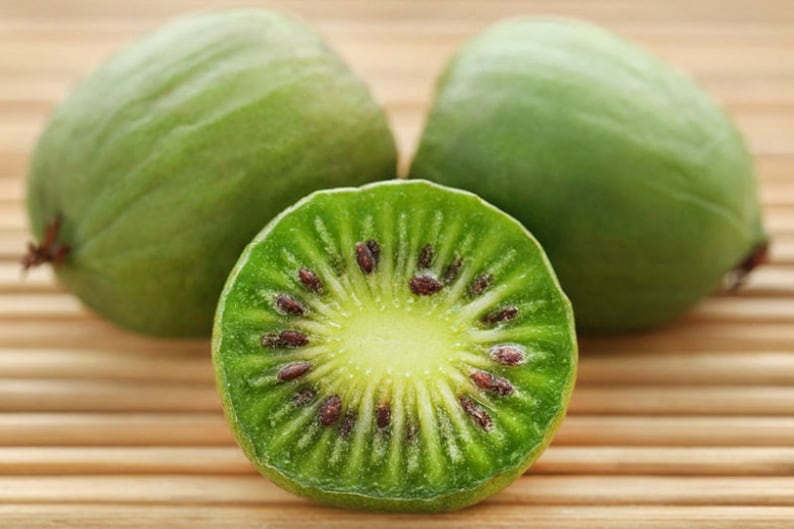 Kiwi Plant Starter - 1 Issai Self-Pollinating Live Rooted - Fuzzless Fruit - Actinidia arguta - Zones 3-8 - Organic, No Pesticides