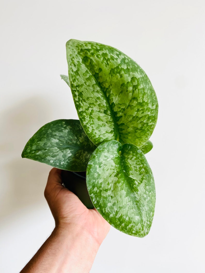 Silver Splash Scindapsus Plant - 4" Rare Silver Satin Pothos - Easy Care Indoor Houseplant - Scindapsus pictus 'Silver Splash'