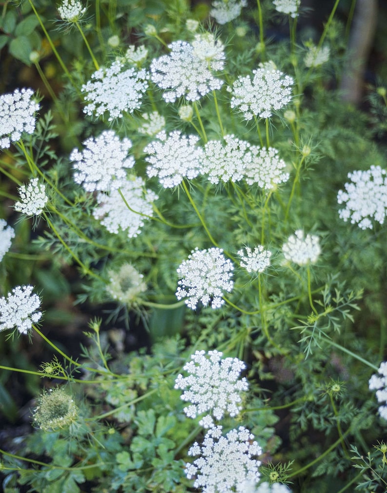 Queen Anne's Lace Plants - 5 Bare Root Daucus Carota Perennial Wildflower Bulbs - Medicinal Herb for Planting