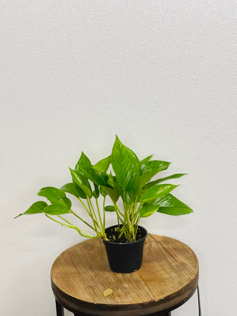 LIVE 4" Jade Pothos Plant, Epipremnum Aureum, Devil's Ivy, Air-Purifying Indoor Vine, Sympathy Gift, Office Decor, Plant Lover Gift