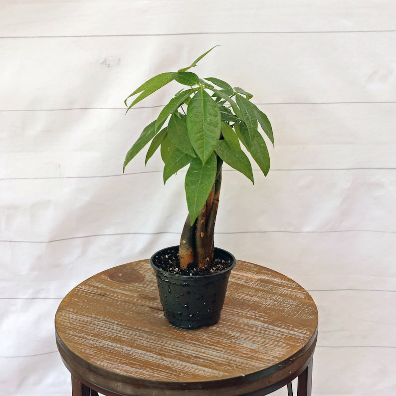 artificial coconut palm trees Coastal Charm Coconut Artificial Palm Tree Trio  6 Ft Trunk Height Set of 3