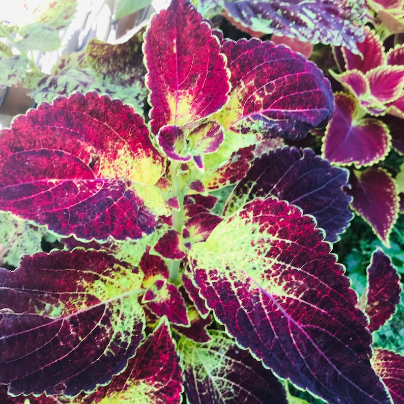 Coleus Live Starter Plant 3" Pot, Dipt in Wine, Vibrant Magenta Purple Foliage, Ornamental, Solenostemon scutellarioides