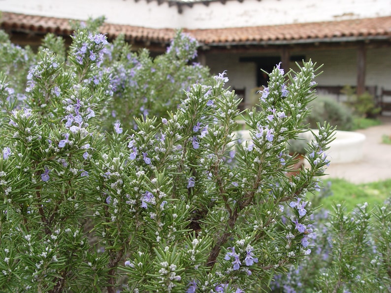 Live Rosemary Plant - Organic Perennial Aromatic Houseplant - Rosmarinus officinalis - Hardy for Zones 6-11 - Blue Flowers