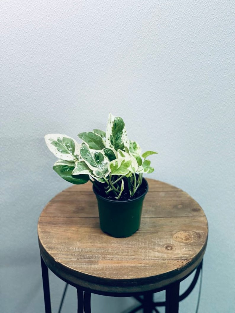 LIVE 4 inch Pearls 'n Jade Pothos Variegated Indoor Vine Plant, Epipremnum aureum, Unique Houseplant Gift for Home or Office
