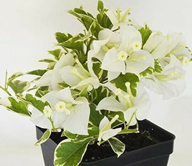 Bougainvillea Live Plant - 2 Vanilla Ice Starters - White Flowering Paperflower - Bougainvillea glabra